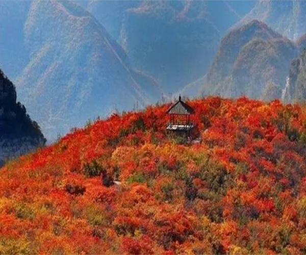 满山秋色