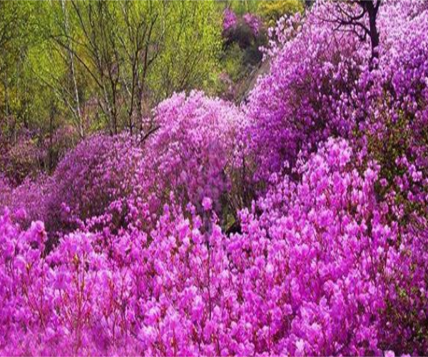 花海